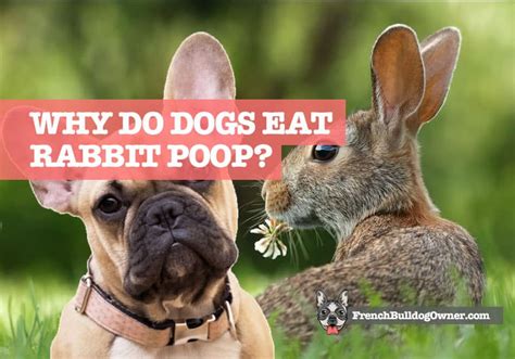 dog ate rabbit poop|why do dogs like rabbit poop.